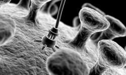 Biomedical Engineering